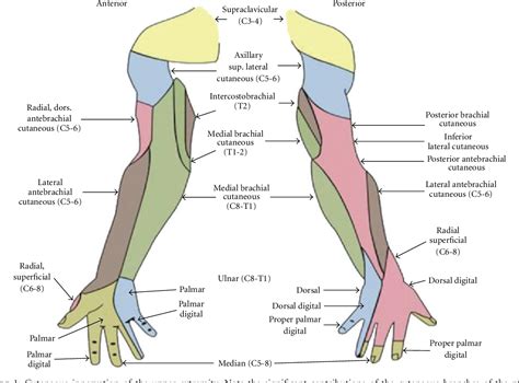 Upper extremity symptoms were increased with upper limb tension tests. Valsalva test and neutral cervical compression were negative, but Spurling's test was positive on the right. Arm abduction provided relief of upper extremity symptoms. ... Upper Extremity Dermatomes. (Permission granted by PILs licensing to use figure – Diagram …